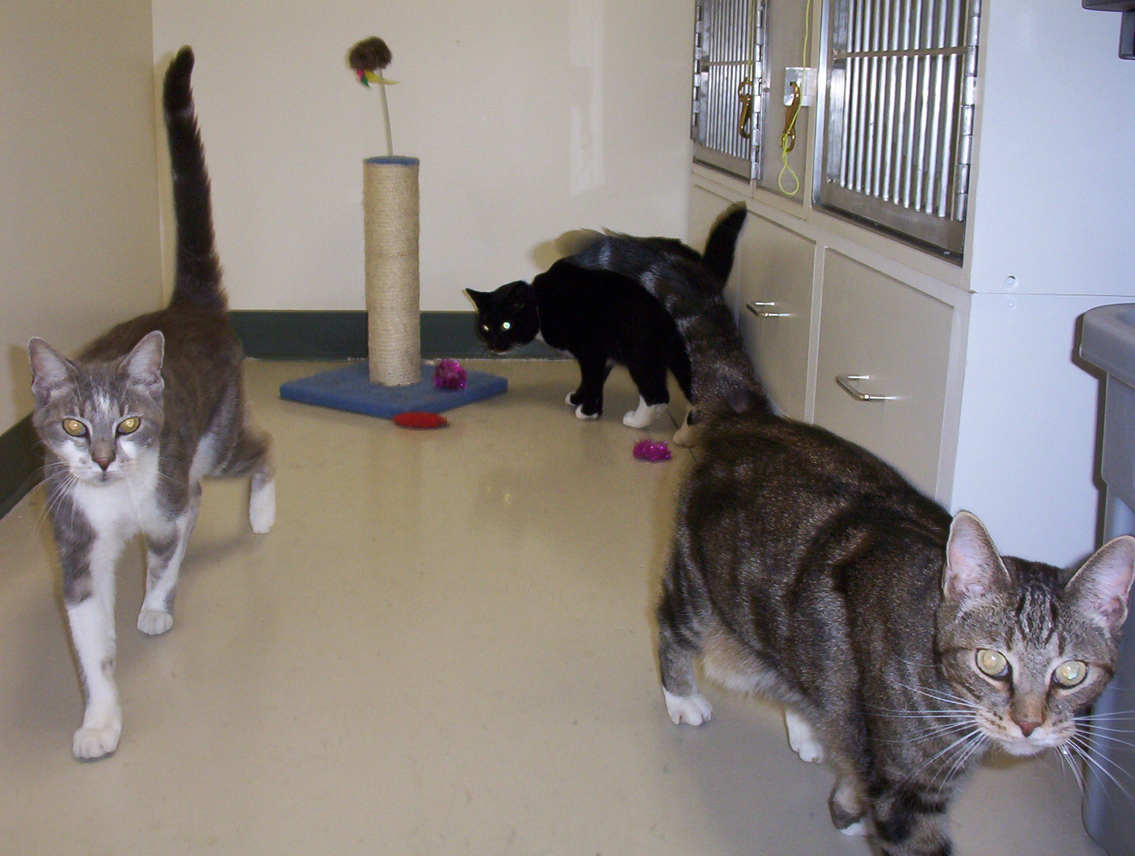 St. Boni Pet Hospital Boarding